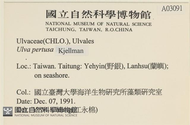 石蓴藏品圖，第2張