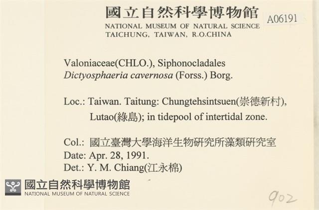 網球藻藏品圖，第2張