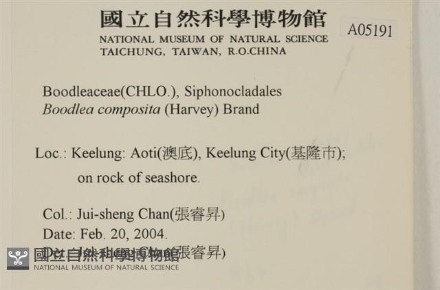 布氏藻藏品圖，第2張