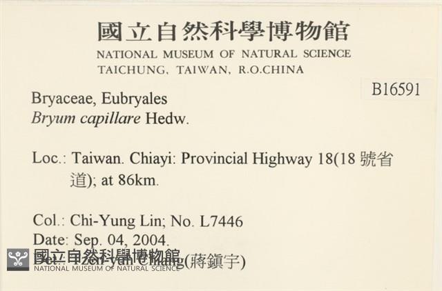 細葉真蘚藏品圖，第2張