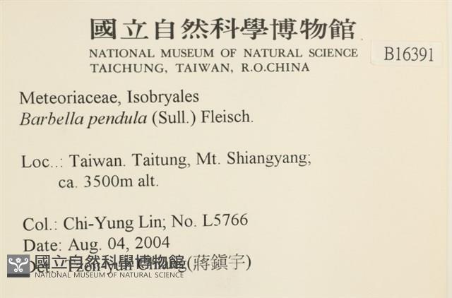 多疣懸蘚藏品圖，第2張