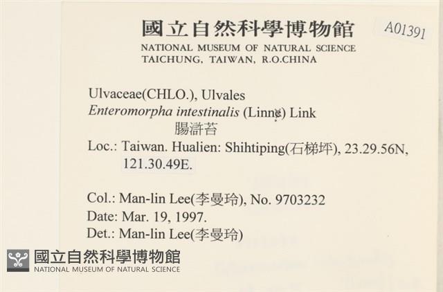 腸滸苔, 河石髮藏品圖，第2張