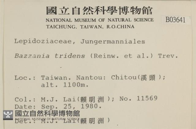 鞭苔,三裂鞭苔藏品圖，第2張