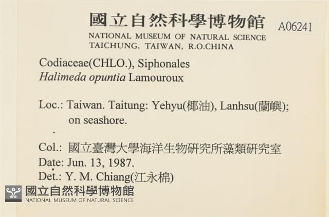 仙掌藻, 海仙人掌藏品圖，第2張