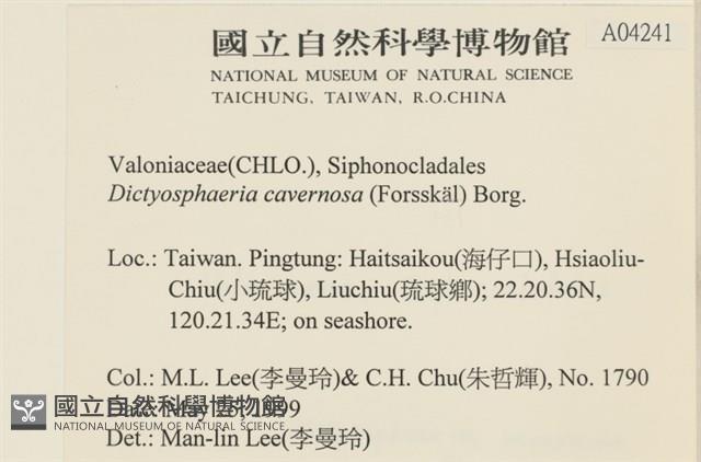 網球藻藏品圖，第2張