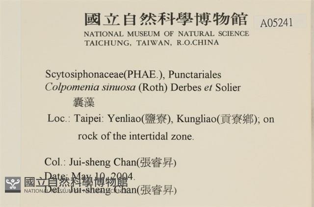 袋苔, 囊藻藏品圖，第2張