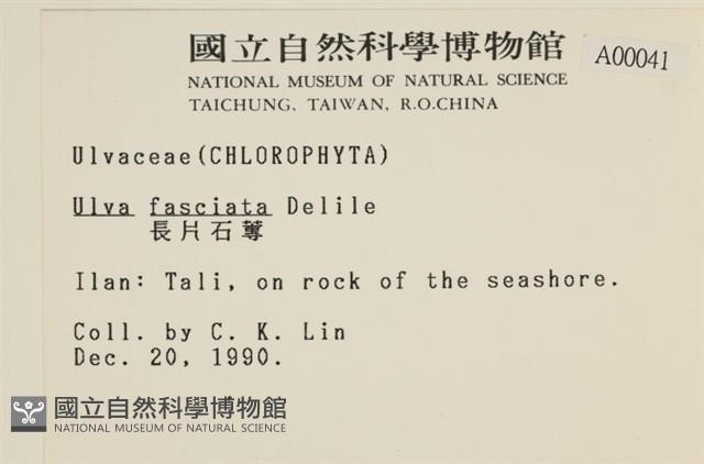長片石蓴, 裂片石蓴藏品圖，第2張