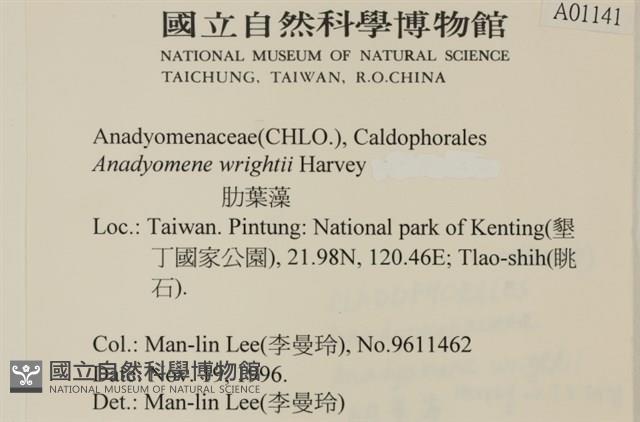 浮網藻, 肋葉藻藏品圖，第2張