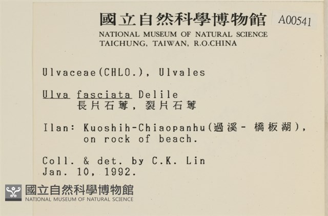 長片石蓴, 裂片石蓴藏品圖，第2張