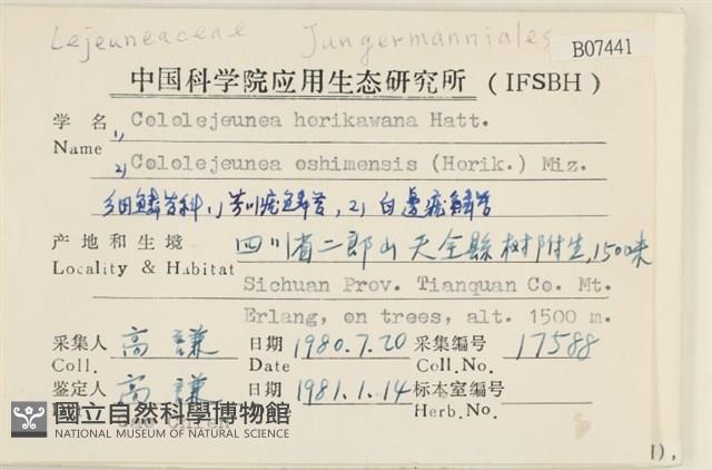 芳川疣鱗苔藏品圖，第2張