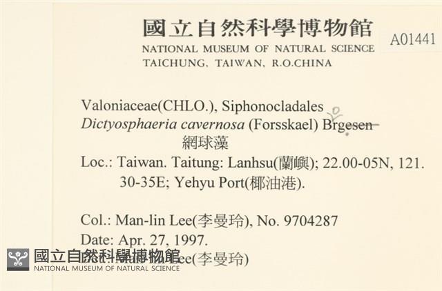 網球藻藏品圖，第2張