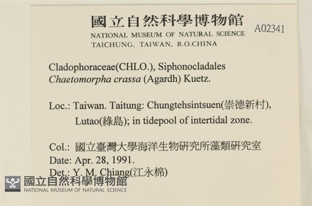 粗硬毛藻, 綠苔藏品圖，第2張