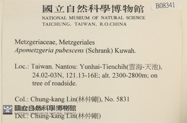 毛擬叉苔藏品圖，第2張