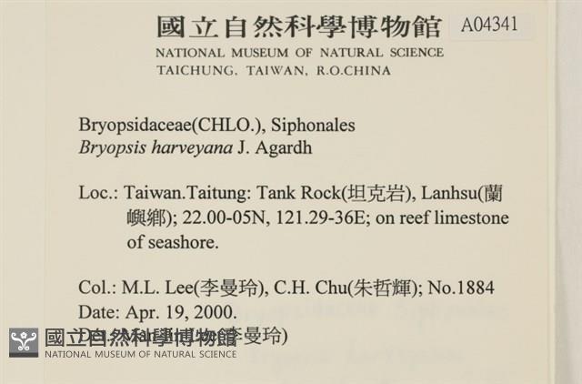 偏列羽藻藏品圖，第2張