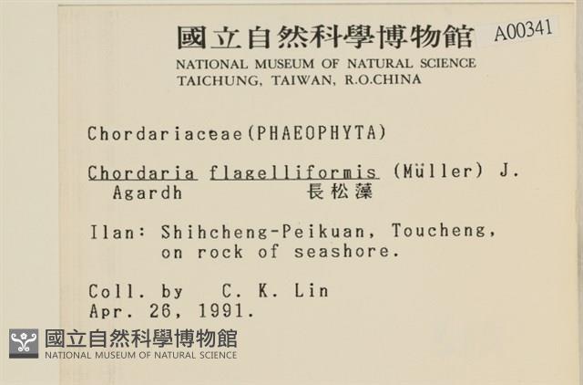 長松藻藏品圖，第2張