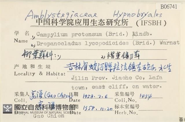 多態細濕蘚藏品圖，第2張