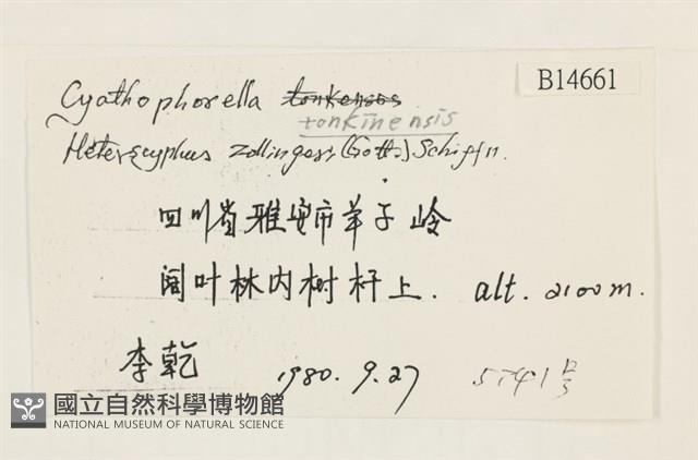 粗齒雉尾蘚藏品圖，第2張