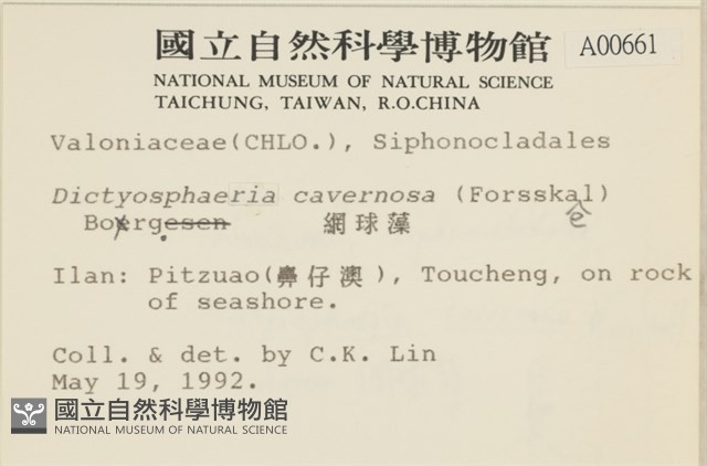 網球藻藏品圖，第2張