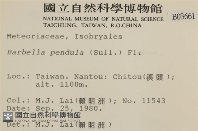 多疣懸蘚藏品圖，第2張