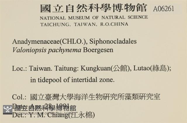 指枝藻藏品圖，第2張
