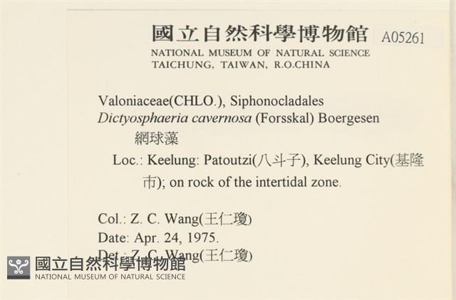 網球藻藏品圖，第2張