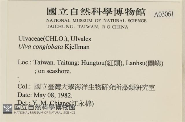 茶花石蓴, 牡丹菜藏品圖，第2張