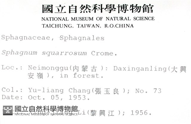 粗葉泥炭蘚藏品圖，第2張