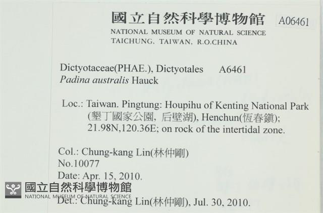 南方團扇藻藏品圖，第2張