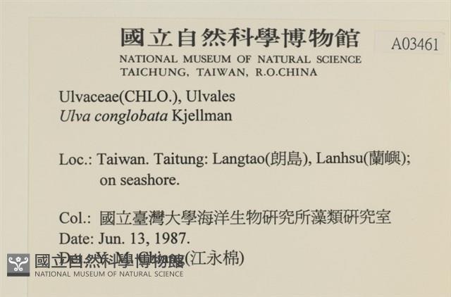 茶花石蓴, 牡丹菜藏品圖，第2張