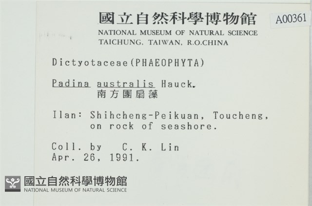 南方團扇藻藏品圖，第2張