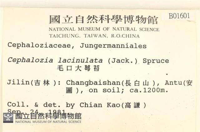 毛口大萼苔藏品圖，第2張