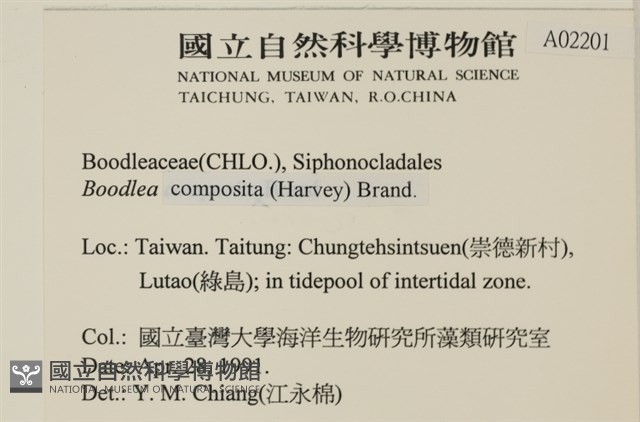 布氏藻藏品圖，第2張