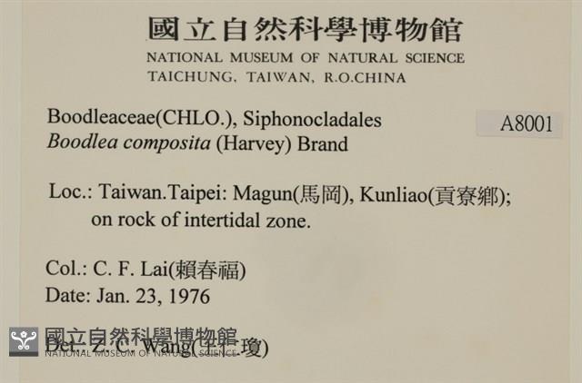 布氏藻藏品圖，第2張
