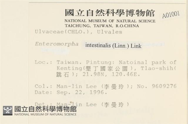 腸滸苔, 河石髮藏品圖，第2張