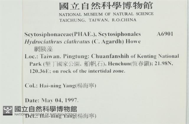 網胰藻藏品圖，第2張