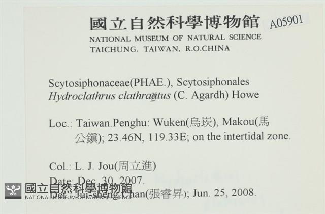 網胰藻藏品圖，第2張