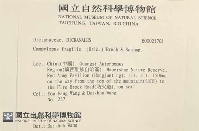 脆枝曲柄蘚藏品圖，第2張