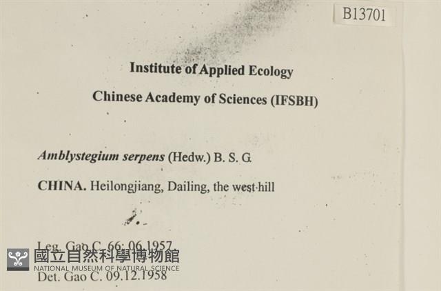 柳葉蘚藏品圖，第2張