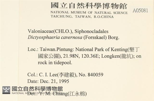 網球藻藏品圖，第2張