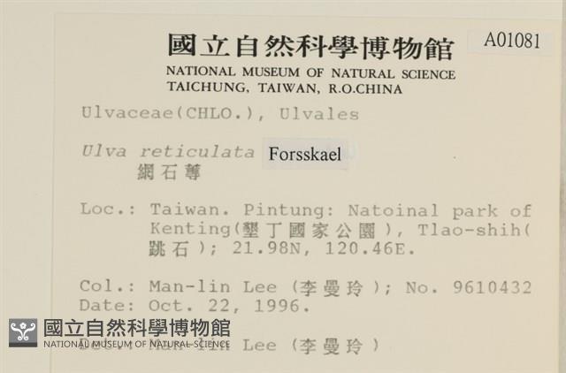 網石蓴藏品圖，第2張