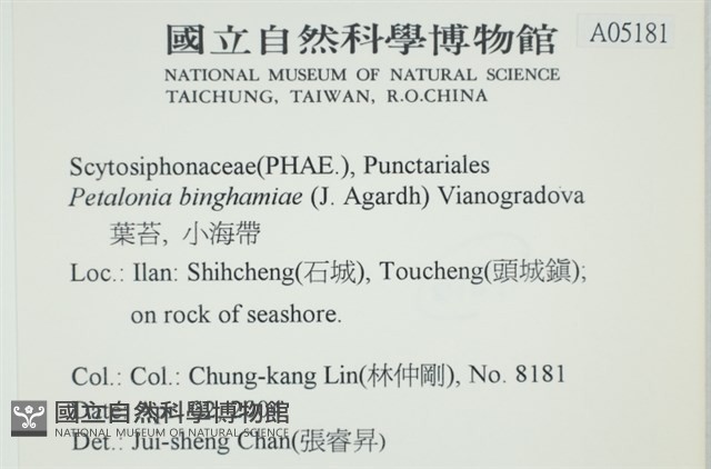 葉苔, 小海帶藏品圖，第2張