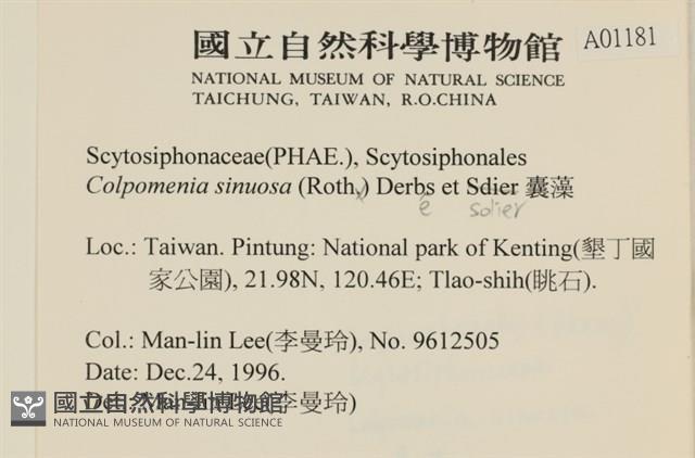 袋苔, 囊藻藏品圖，第2張