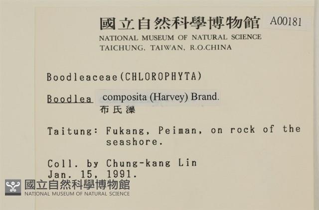 布氏藻藏品圖，第2張
