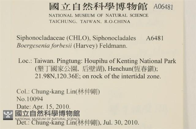 曲玉藻, 香蕉菜, 玉茄藻藏品圖，第2張