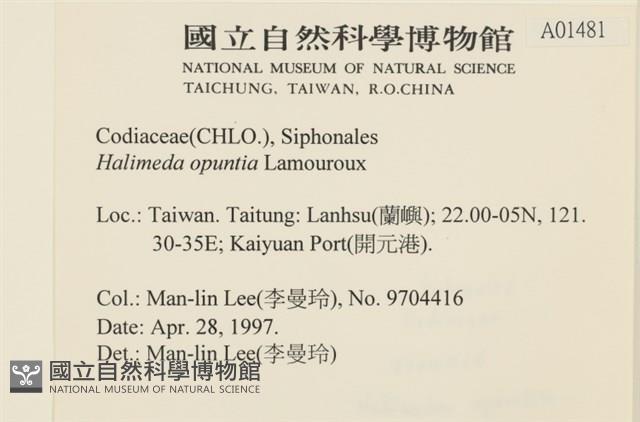 仙掌藻, 海仙人掌藏品圖，第2張