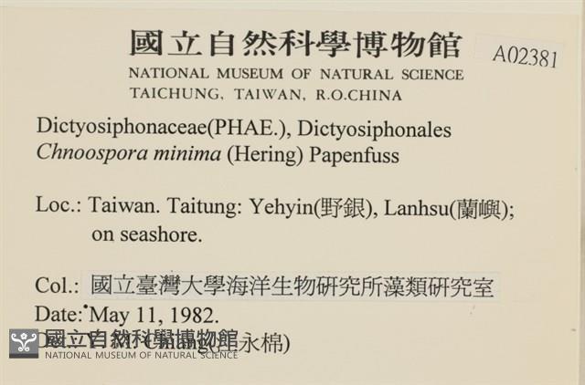 小毛孢藻, 小鹿角苔藏品圖，第2張
