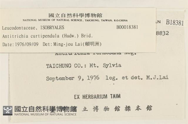 臺灣逆毛蘚藏品圖，第2張