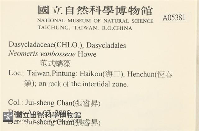 范氏蠕藻藏品圖，第2張