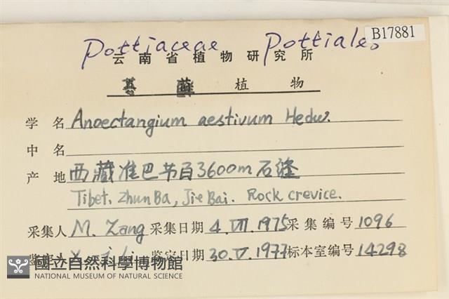 爪哇檜蘚藏品圖，第2張