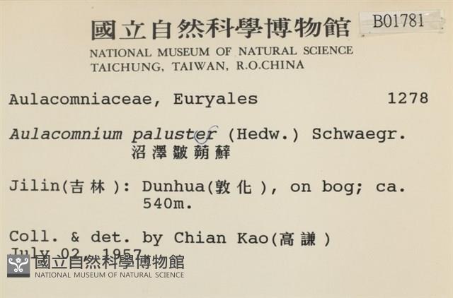 沼澤皺蒴蘚藏品圖，第2張